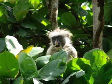 Monkeys and mangroves on Zanzibar, DSC06931b